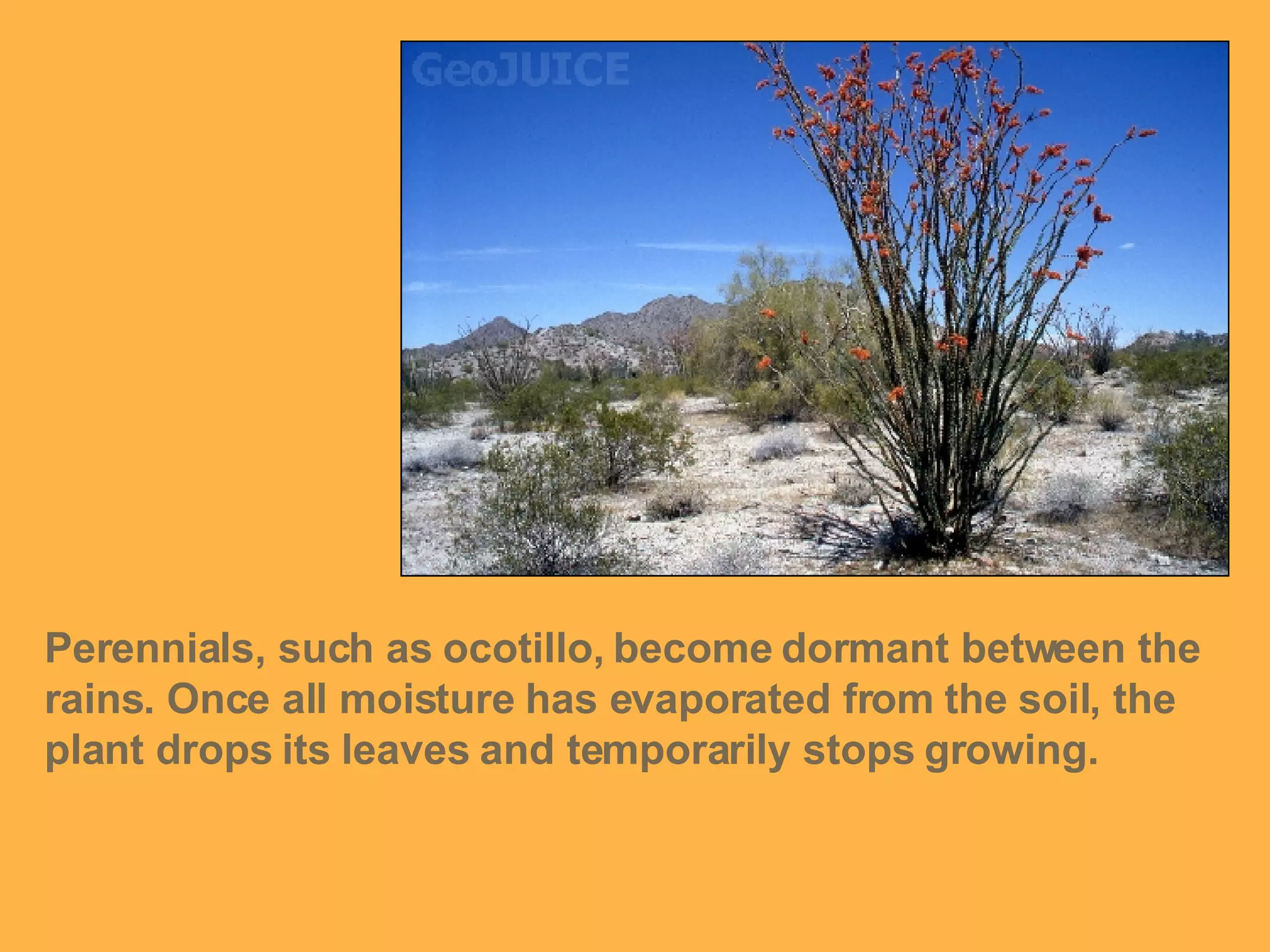 Perennials, such as ocotillo, become dormant between the rains. Once all moisture has evaporated from the soil, the plant drops its leaves and temporarily stops growing. 
