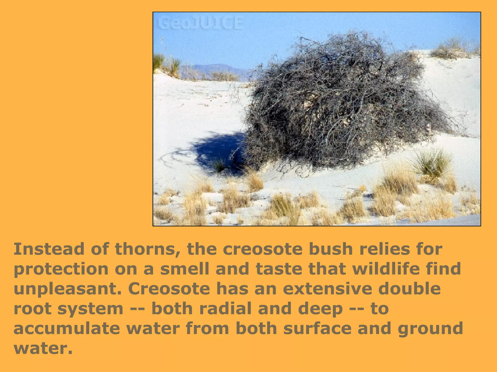 Instead of thorns, the creosote bush relies for protection on a smell and taste that wildlife find unpleasant. Creosote has an extensive double root system -- both radial and deep -- to accumulate water from both surface and ground water. 