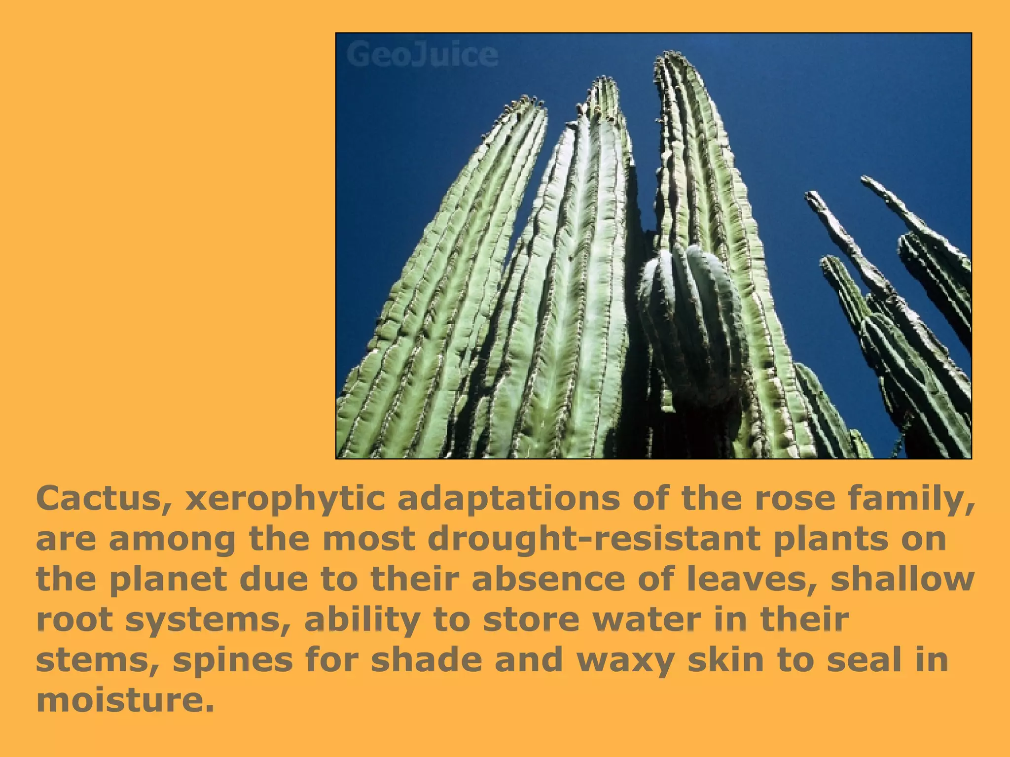 Cactus, xerophytic adaptations of the rose family, are among the most drought-resistant plants on the planet due to their absence of leaves, shallow root systems, ability to store water in their stems, spines for shade and waxy skin to seal in moisture. 