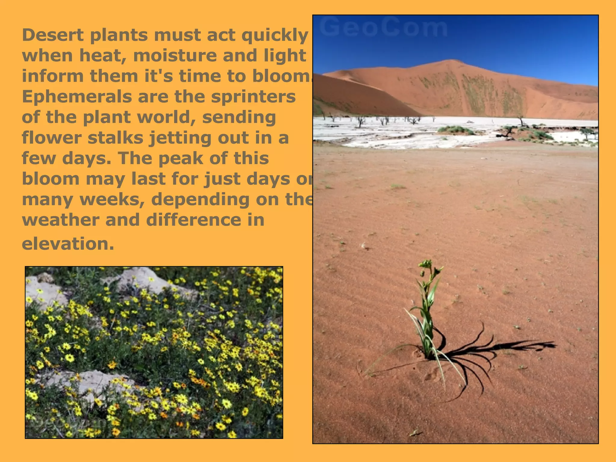 Desert plants must act quickly when heat, moisture and light inform them it's time to bloom. Ephemerals are the sprinters of the plant world, sending flower stalks jetting out in a few days. The peak of this bloom may last for just days or many weeks, depending on the weather and difference in elevation.   