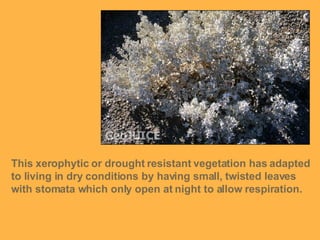 This xerophytic or drought resistant vegetation has adapted to living in dry conditions by having small, twisted leaves with stomata which only open at night to allow respiration. 