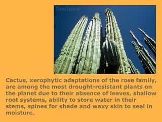 Cactus, xerophytic adaptations of the rose family, are among the most drought-resistant plants on the planet due to their absence of leaves, shallow root systems, ability to store water in their stems, spines for shade and waxy skin to seal in moisture. 