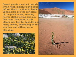 Desert plants must act quickly when heat, moisture and light inform them it's time to bloom. Ephemerals are the sprinters of the plant world, sending flower stalks jetting out in a few days. The peak of this bloom may last for just days or many weeks, depending on the weather and difference in elevation.   