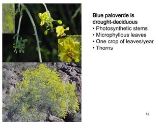 Adaptations of plants and animals in the Desert habitat | PPT
