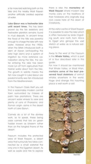 is far more bird watching both on this   there is also the monastery of
lake and the nearby Wadi Rayyan          Wadi Rayyan where modern day
another artificially created expanse     monks carry on the traditions of
of water.                                their forebears who originally dug
                                         rock caves here at the dawn of
Lake Qarun was a freshwater lake         Christianity.
until recent times. This has been
proven by the fish skeletons and         At the visitor centre of Wadi Rayyan
freshwater plankton remains found        it is possible to view the lake which
                                         is often favoured by birds migrat-




                                                                                 EL FAYOUM OASIS
in mud deposits. In ancient times
the flood of the Nile was powerful       ing south and north from Africa
enough to charge the lake with new       to Egypt who glimpse this vast
water. However since the 1900s,          stretch of water as a natural rest-
when the British introduced both a       ing place.
dam at Aswan (anticipating the
later high dam) and a system of          Away to the west of the Fayoum
irrigation by more extensive ca-         is the Whale Valley, which is part
nalization along the nile, the wa-       of a tour described later in this
ter entering the lake has been           guide.
more run off from agriculture than       For now it should be mentioned
fresher water direct from the nile.      that Whale valley, or Wadi Hitan,
The growth in salinity means the         contains some of the best pre-
fish now caught in Lake Qarun are        served fossil skeletons of extinct
predominantly sea fish introduced        whales anywhere in the world.
from the Mediterranean.                  Huge and strange this haunting
                                         place is well worth a visit.
In the Fayoum Oasis itself you will
find a reasonably modern central
town surrounded by masses of
palm tree plantations. There are
ancient water wheels to view and
plenty of ruins of Pharaonic and
Roman origin- some in the desert
north of Lake Qarun.

Camels do a lot of the donkey
work, so to speak, these being
oasis camels that live on green
fodder known as birseem rather
than on the tangled thorns of the
desert.

Fayoum includes the protected
area of Wadi Rayyan, a desert
area that surrounds two lakes con-
nected by a small waterfall the
only one in the Egyptian desert. As
well as wadis and hills to explore
                                                                   Wadi Hitan



                                                                                 13
 