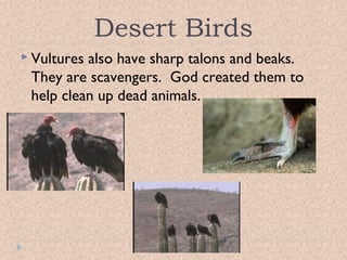 Desert Birds
 Vultures

also have sharp talons and beaks.
They are scavengers. God created them to
help clean up dead animals.

 