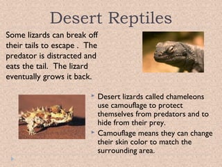 Desert Reptiles
Some lizards can break off
their tails to escape . The
predator is distracted and
eats the tail. The lizard
eventually grows it back.




Desert lizards called chameleons
use camouflage to protect
themselves from predators and to
hide from their prey.
Camouflage means they can change
their skin color to match the
surrounding area.

 
