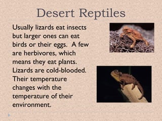 Desert Reptiles
Usually lizards eat insects
but larger ones can eat
birds or their eggs. A few
are herbivores, which
means they eat plants.
Lizards are cold-blooded.
Their temperature
changes with the
temperature of their
environment.

 