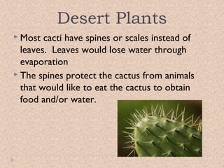 Desert Plants
 Most

cacti have spines or scales instead of
leaves. Leaves would lose water through
evaporation
 The spines protect the cactus from animals
that would like to eat the cactus to obtain
food and/or water.

 