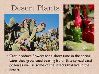 Desert Plants



Cacti produce flowers for a short time in the spring.
Later they grow seed bearing fruit. Bats spread cacti
pollen as well as some of the insects that live in the
desert.

 