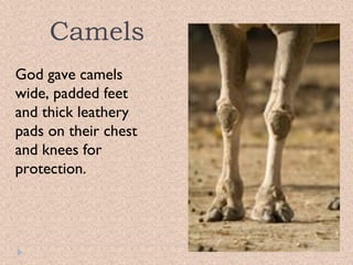 Camels
God gave camels
wide, padded feet
and thick leathery
pads on their chest
and knees for
protection.

 