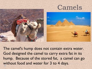 Camels

The camel's hump does not contain extra water.
God designed the camel to carry extra fat in its
hump. Because of the stored fat, a camel can go
without food and water for 3 to 4 days.

 