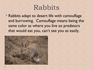 Rabbits
 Rabbits

adapt to desert life with camouflage
and burrowing. Camouflage means being the
same color as where you live so predators
that would eat you, can’t see you as easily.

 