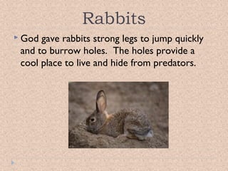 Rabbits
 God

gave rabbits strong legs to jump quickly
and to burrow holes. The holes provide a
cool place to live and hide from predators.

 
