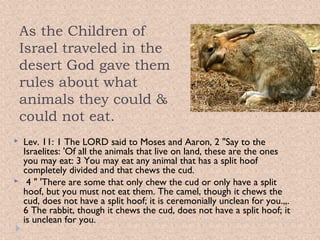 As the Children of
Israel traveled in the
desert God gave them
rules about what
animals they could &
could not eat.




Lev. 11: 1 The LORD said to Moses and Aaron, 2 "Say to the
Israelites: 'Of all the animals that live on land, these are the ones
you may eat: 3 You may eat any animal that has a split hoof
completely divided and that chews the cud.
 4 " 'There are some that only chew the cud or only have a split
hoof, but you must not eat them. The camel, though it chews the
cud, does not have a split hoof; it is ceremonially unclean for you.,,.
6 The rabbit, though it chews the cud, does not have a split hoof; it
is unclean for you.

 