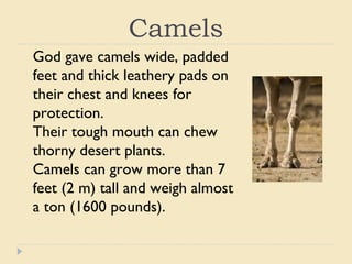 Desert animals from the bible