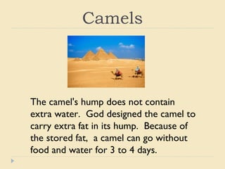 Desert animals from the bible