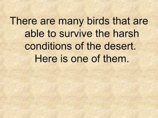 There are many birds that are
able to survive the harsh
conditions of the desert.
Here is one of them.
 