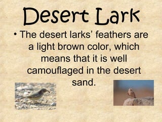Desert Lark
• The desert larks’ feathers are
a light brown color, which
means that it is well
camouflaged in the desert
sand.
 