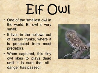 Elf Owl
• One of the smallest owl in
the world, Elf owl is very
small.
• It lives in the hollows out
of cactus trunks, where it
is protected from most
predators.
• When captured, this tiny
owl likes to plays dead
until it is sure that all
danger has passed!
 