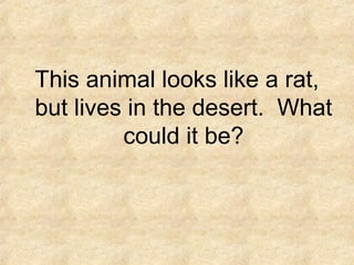 This animal looks like a rat,
but lives in the desert. What
could it be?
 