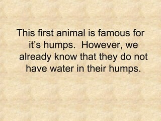 This first animal is famous for
it’s humps. However, we
already know that they do not
have water in their humps.
 
