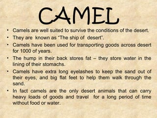 CAMEL• Camels are well suited to survive the conditions of the desert.
• They are known as “The ship of desert”.
• Camels have been used for transporting goods across desert
for 1000 of years.
• The hump in their back stores fat – they store water in the
lining of their stomachs.
• Camels have extra long eyelashes to keep the sand out of
their eyes, and big flat feet to help them walk through the
sand.
• In fact camels are the only desert animals that can carry
heavy loads of goods and travel for a long period of time
without food or water.
 