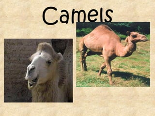 Camels
 