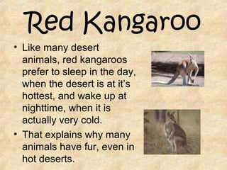 Red Kangaroo
• Like many desert
animals, red kangaroos
prefer to sleep in the day,
when the desert is at it’s
hottest, and wake up at
nighttime, when it is
actually very cold.
• That explains why many
animals have fur, even in
hot deserts.
 