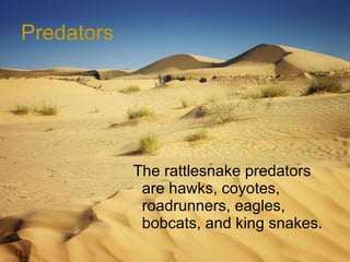 Desert Animals-Manning | PPT