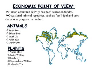 Human economic activity has been scarce on tundra.
Occasional mineral resources, such as fossil fuel and ores
occasionally appear in tundra.
Arctic Fox
Grizzly Bear
Musk Ox
Polar Bear
Snowy Owl
 Arctic Moss
Arctic Willow
Bearberry
Diamond-leaf Willow
Labrador Tea
 