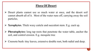 Flora Of Desert
 Desert plants cannot use so much water at once, and the desert soil
cannot absorb all of it. Most of the water runs off, carrying away the soil
particles.
 Xerophytes. Thick waxy cuticle and succulent stem. E.g. cacti sp.
 Phreatophytes: long tap roots that penetrate the water table, anchor the
soil, and control erosion. E.g. mesquite tree
 Creosote bush: tiny leaves, extensive double root, both radial and deep.
22
 