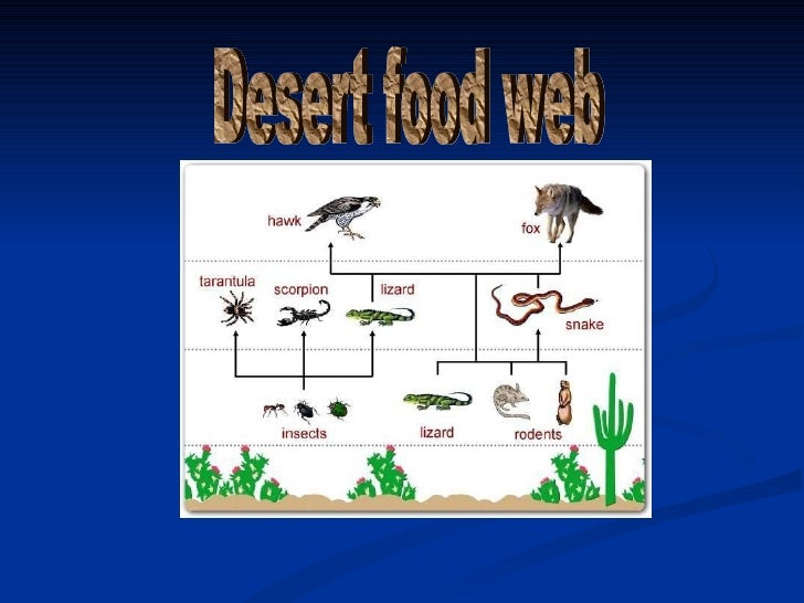 Desertbiomeperiod 6