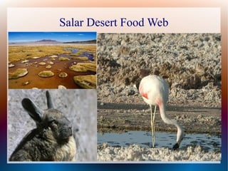 Salar Desert Food Web
 