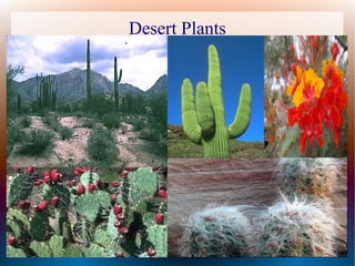 Desert Plants
 