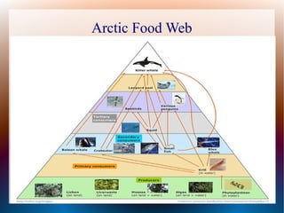 Arctic Food Web
 