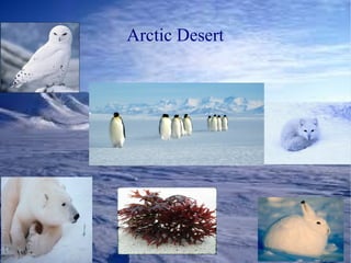 Arctic Desert
 