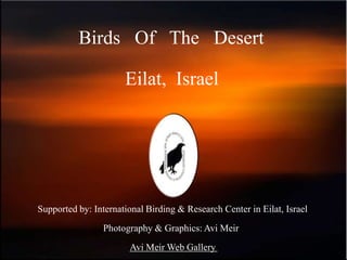 Birds Of The Desert

                      Eilat, Israel




Supported by: International Birding & Research Center in Eilat, Israel
                 Photography & Graphics: Avi Meir
                       Avi Meir Web Gallery
 