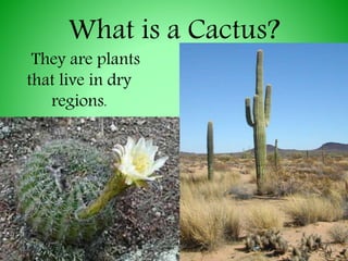 gold cactus #EC98 EXACT Trichocereus Pachanoi Variegated cactus 