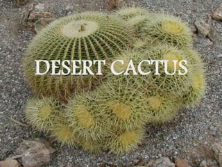 DESERT CACTUS
 
