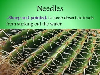 Desert cactus