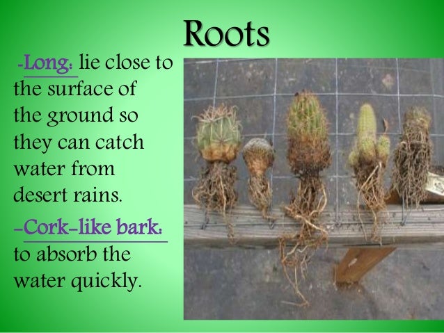 Desert Plant Root Systems