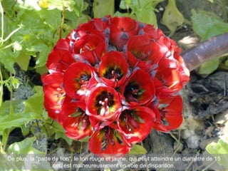 De plus, la "patte de lion", le ton rouge et jaune, qui peut atteindre un diamètre de 15
cm. est malheureusement en voie de disparition.
 
