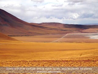 Quand la pluie ne vient pas dans la région, au sec, sous les pierres, les graines
attendent patiemment.
 
