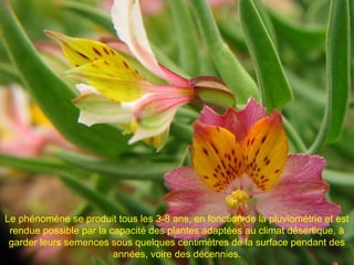 Le phénomène se produit tous les 3-8 ans, en fonction de la pluviométrie et est
rendue possible par la capacité des plantes adaptées au climat désertique, à
garder leurs semences sous quelques centimètres de la surface pendant des
années, voire des décennies.
 