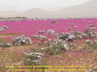 En une année humide, le désert devient une mer, une mer de fleurs. Cet
événement curieux de climat est nommé Niño-oscillation australe..
 