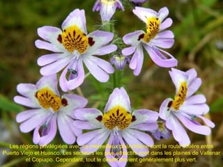 Les régions privilégiées avec ce merveilleux phénomène sont la route côtière entre
Puerto Viejo et Huasco. Les secteurs les plus attractifs sont dans les plaines de Vallenar
et Copiapo. Cependant, tout le désert devient généralement plus vert.
 