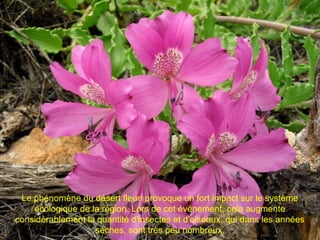 Le phénomène du désert fleuri provoque un fort impact sur le système
écologique de la région. Lors de cet événement, cela augmente
considérablement la quantité d'insectes et d'oiseaux, qui dans les années
sèches, sont très peu nombreux.
 