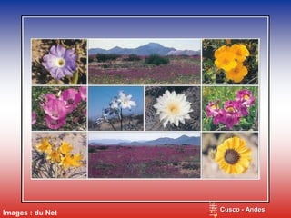 Images : du Net Cusco - AndesCusco - Andes
 