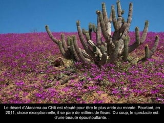Le désert d'Atacama au Chili est réputé pour être le plus aride au monde. Pourtant, en
2011, chose exceptionnelle, il se pare de milliers de fleurs. Du coup, le spectacle est
d'une beauté époustouflante. .
 